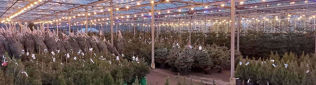 Verkoop locaties van kerstbomen | kerstboom te koop Oudemirdum